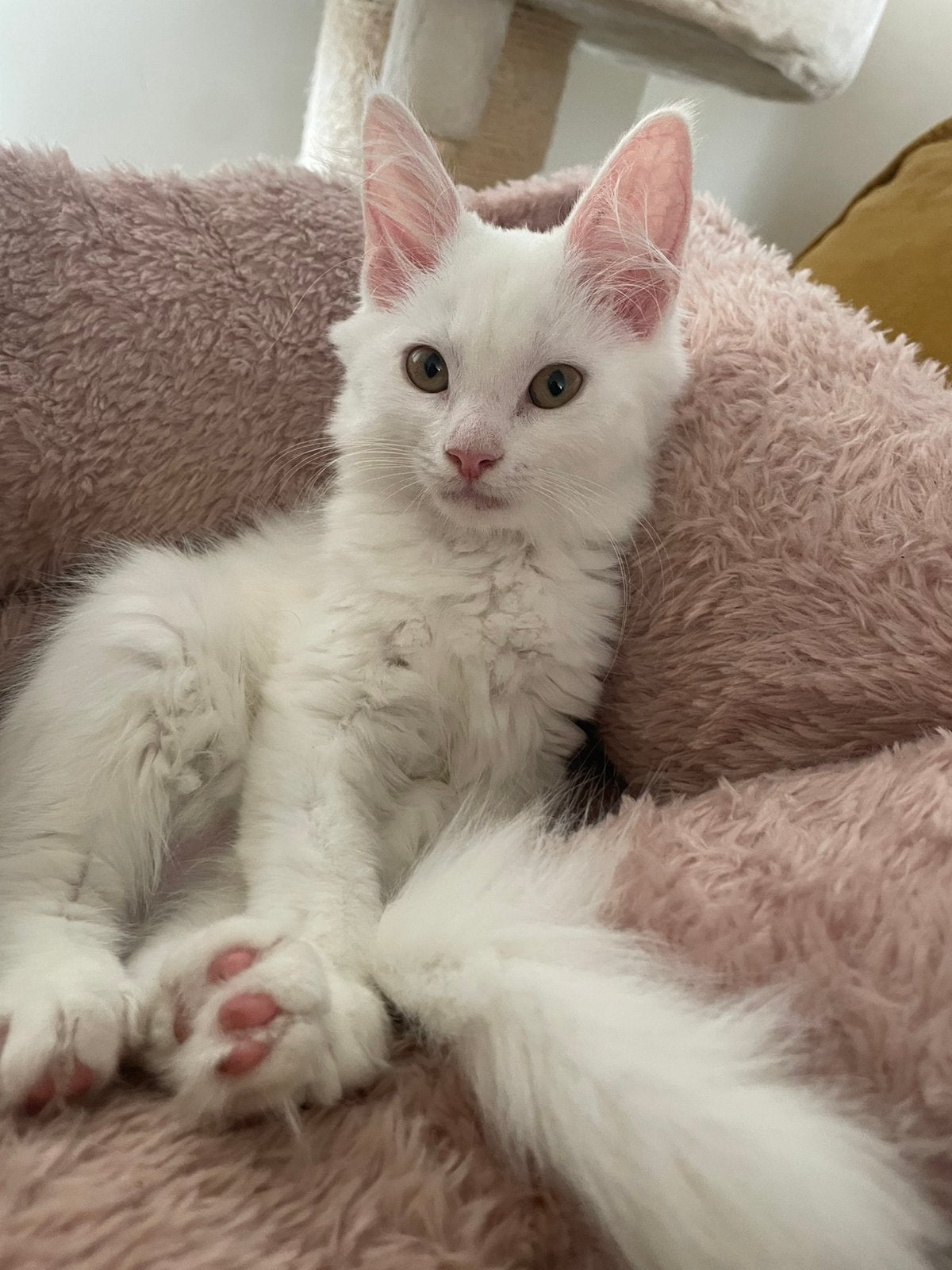 Kittens Maine Coon/ wit/ te koop, Dieren en Toebehoren, Meerdere dieren, 0 tot 2 jaar