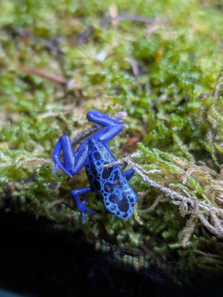 Dendrobates Tinctorius Azureus Frog photo 2