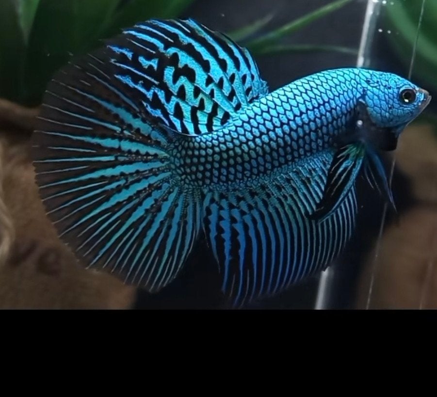 Gezocht: Alien Halfmoon Plakat Betta, Vis