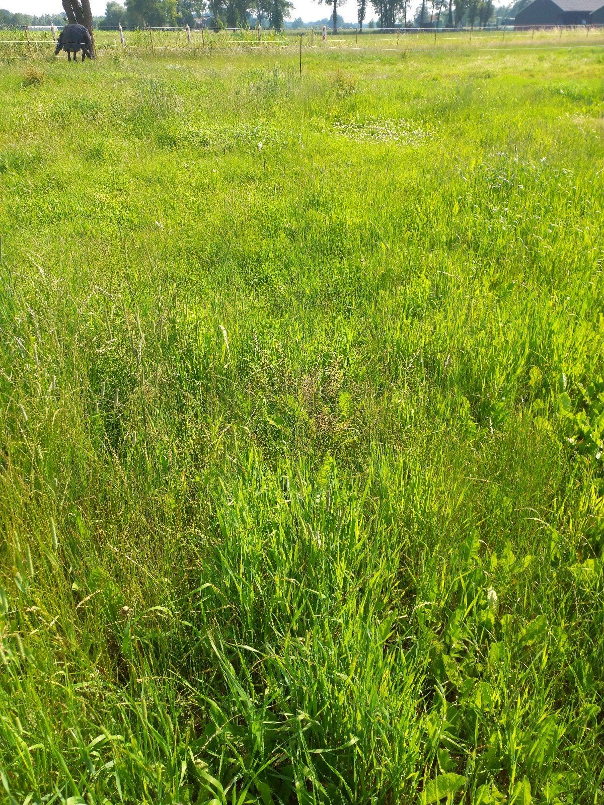 Weide weiland paardewei grasland, Dieren en Toebehoren, Stalling en Weidegang