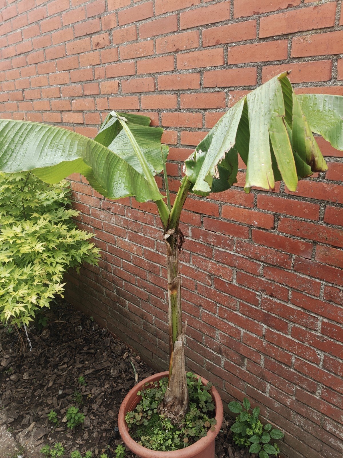 Musa basjoo, Tuin en Terras, Overige soorten, 100 tot 250 cm, Zomer, Ophalen