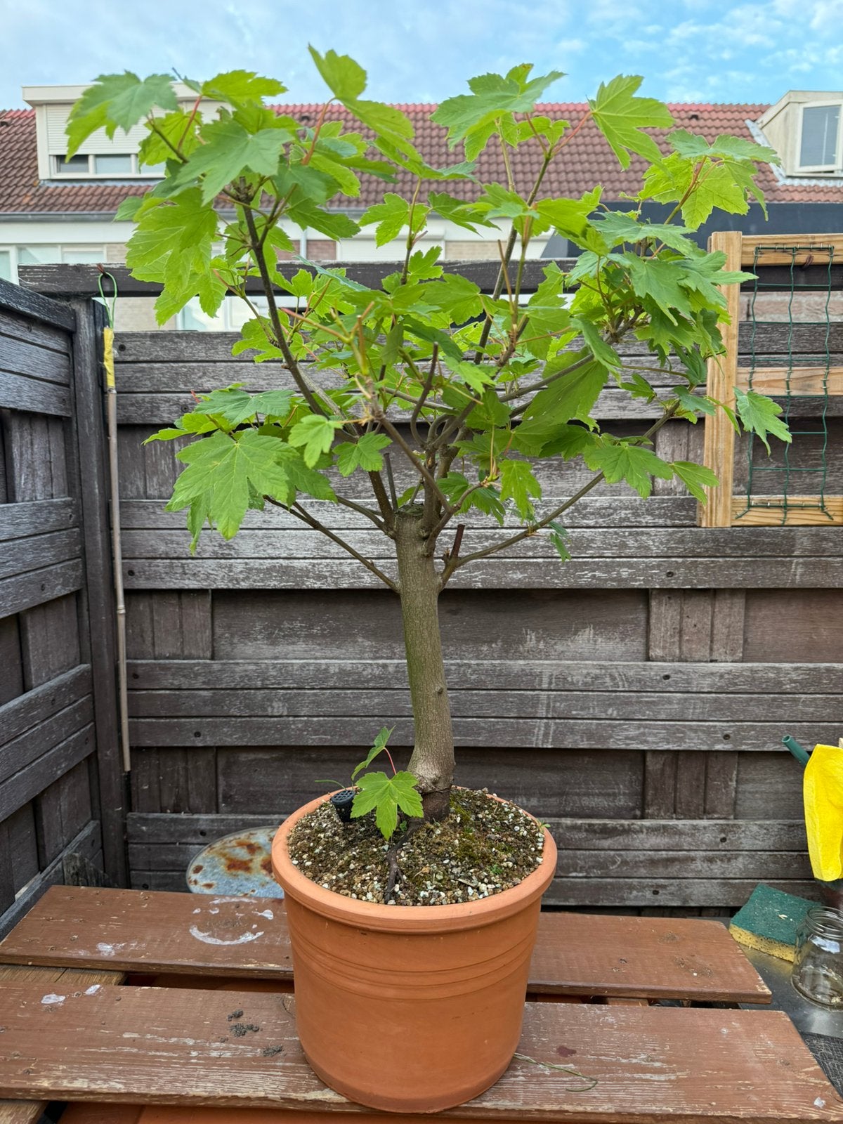 Esdoorn bonsai, Ophalen, Bloeit niet, Halfschaduw, Overige soorten