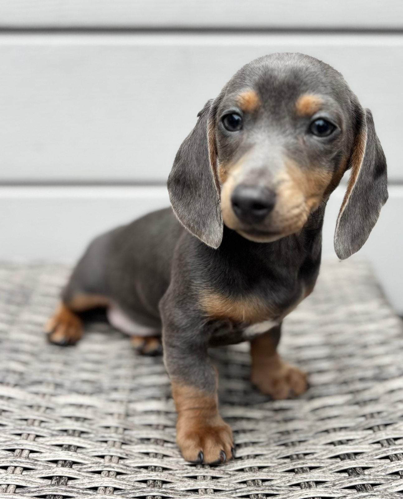 Teckel pup teefje, Parvo, 8 tot 15 weken, Korthaar, Teef