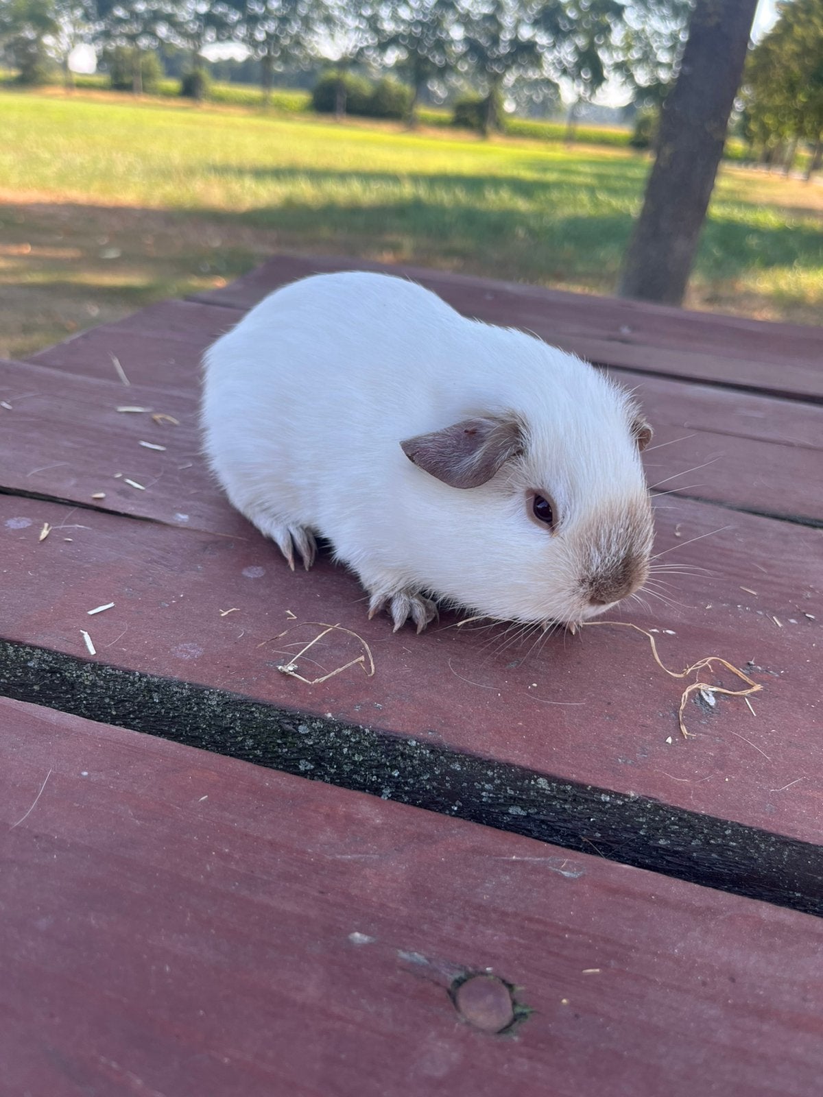 California beertje, Cavia, Juni, Mannelijk, Tam