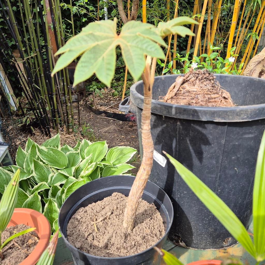 Tetrapanax papyrifera "Rex" - Rijstpapierplant, Tuin en Terras, Planten | Tuinplanten, Volle zon, Vaste plant, Winter, Ophalen