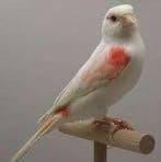 Koppels Rood mozaiek Kanarie, Dieren en Toebehoren, Vogels | Kanaries, Meerdere dieren, Kleurkanarie
