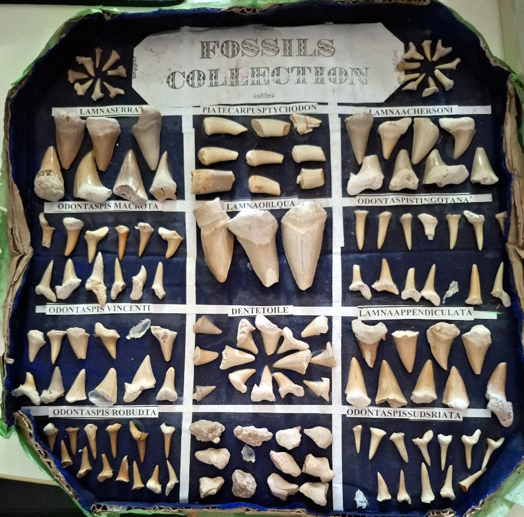 Verzameling fossielen - haaientanden +/- 100 stuks, Verzenden, Fossiel