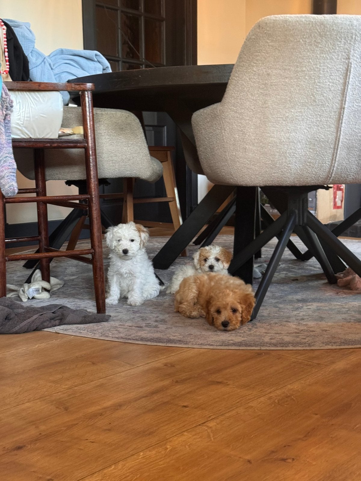 Labradoodle pups mini, Dieren en Toebehoren, 8 tot 15 weken, Meerdere, Meerdere dieren, Klein