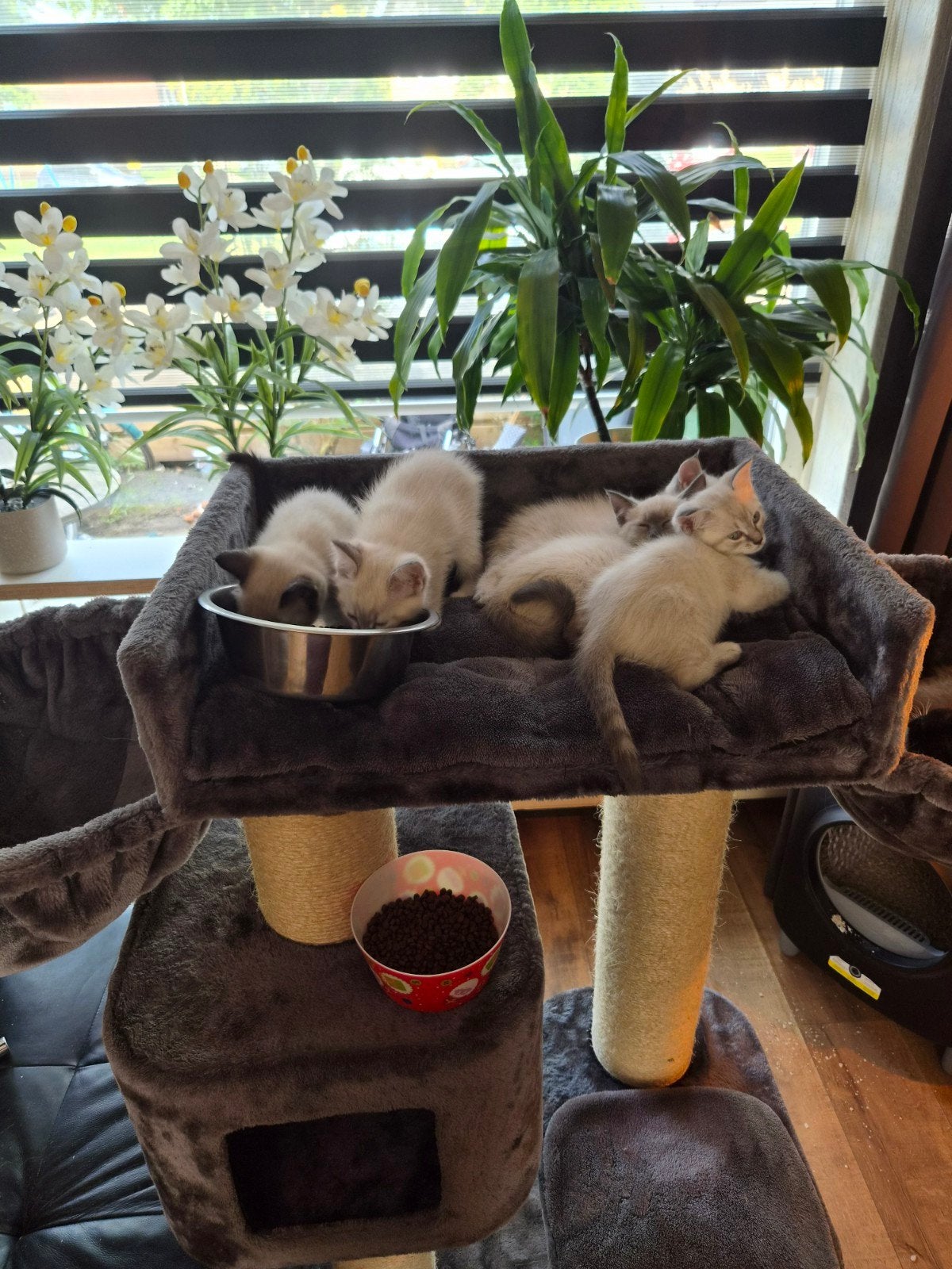 Ragdoll nog 1 man over, Meerdere dieren