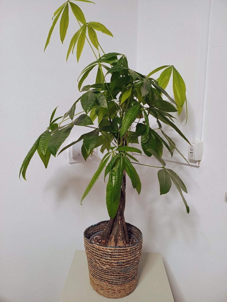 Kamerplant, Ophalen, Halfschaduw, Minder dan 100 cm