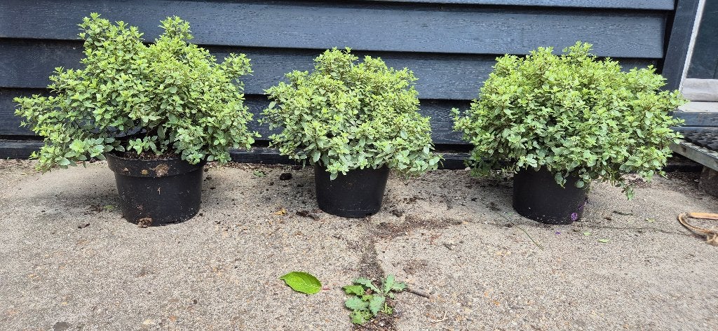 Australische bonte Pittosporum tenuifolium 'Variegatum, Tuin en Terras, Planten | Struiken en Hagen, Ophalen, Overige soorten