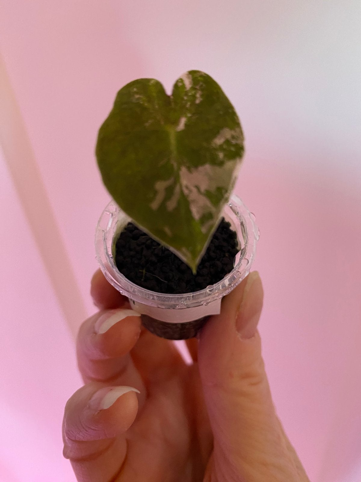 Alocasia pseudosanderina pink plantjes, Huis en Inrichting, Kamerplanten, Ophalen of Verzenden, Halfschaduw, Minder dan 100 cm