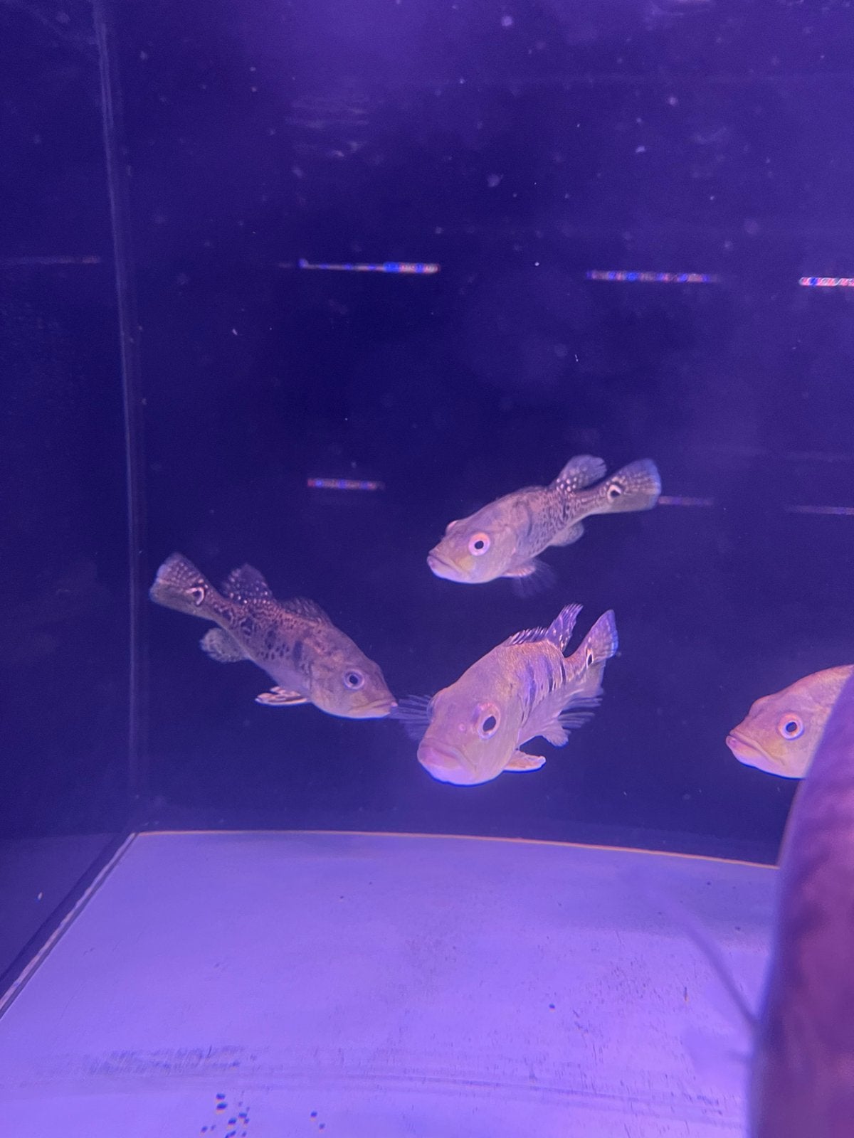 Cichla spider, Vis