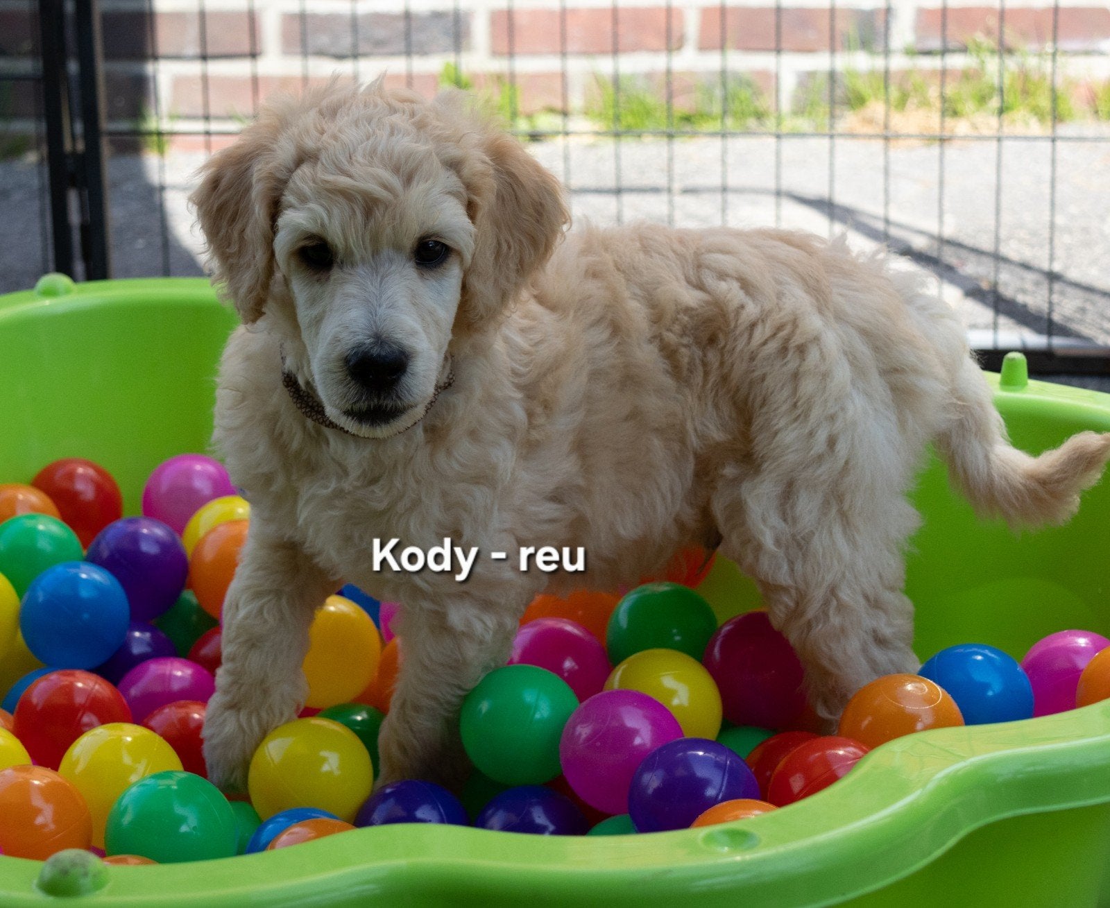 Prachtige poedel outcross pups | DNA-geteste ouderdieren, Poedel, Parvo, 8 tot 15 weken, Meerdere