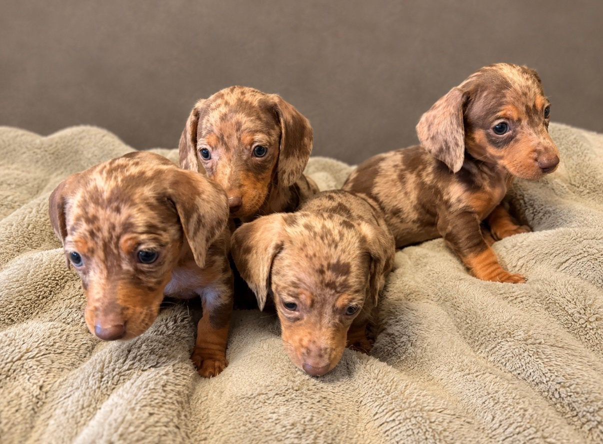 Lieve kannichen teckel pups, Kaninchen, 8 tot 15 weken, Korthaar, Teef