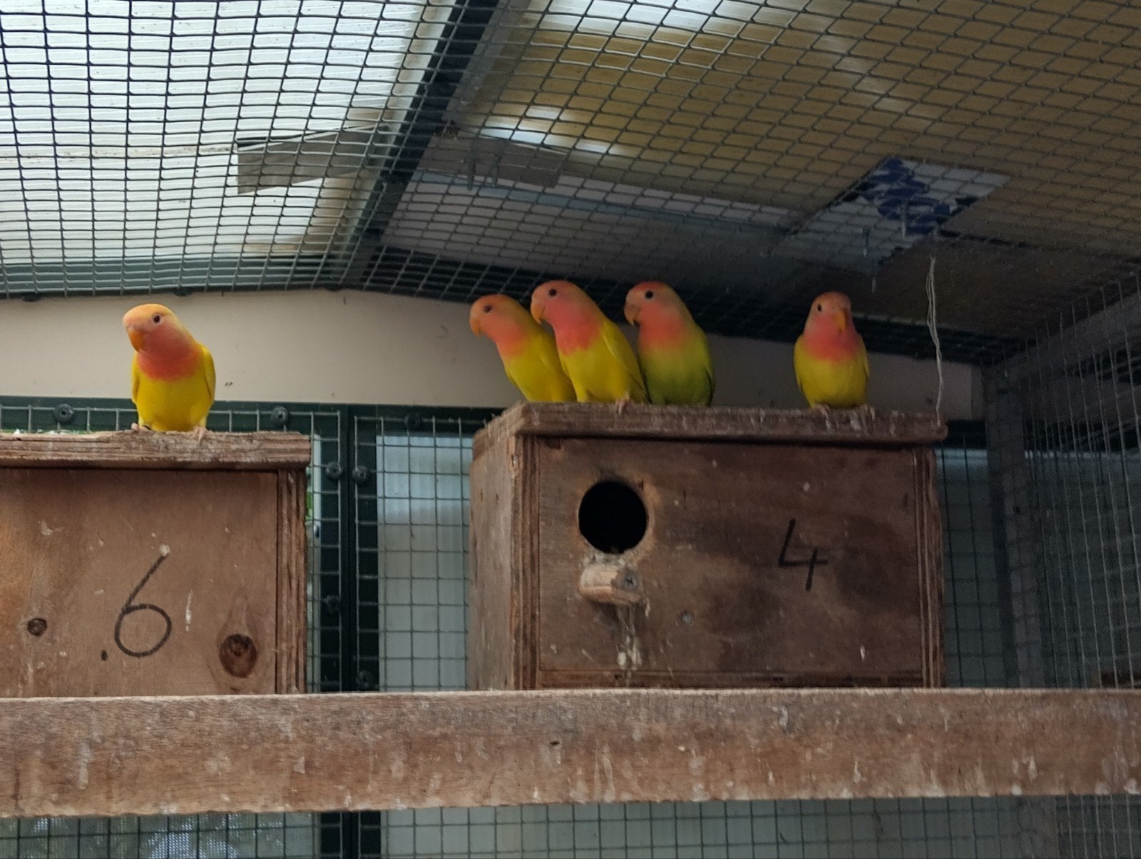 roseicollie agapornis, Dieren en Toebehoren, Geslacht onbekend, Dwergpapegaai of Agapornis