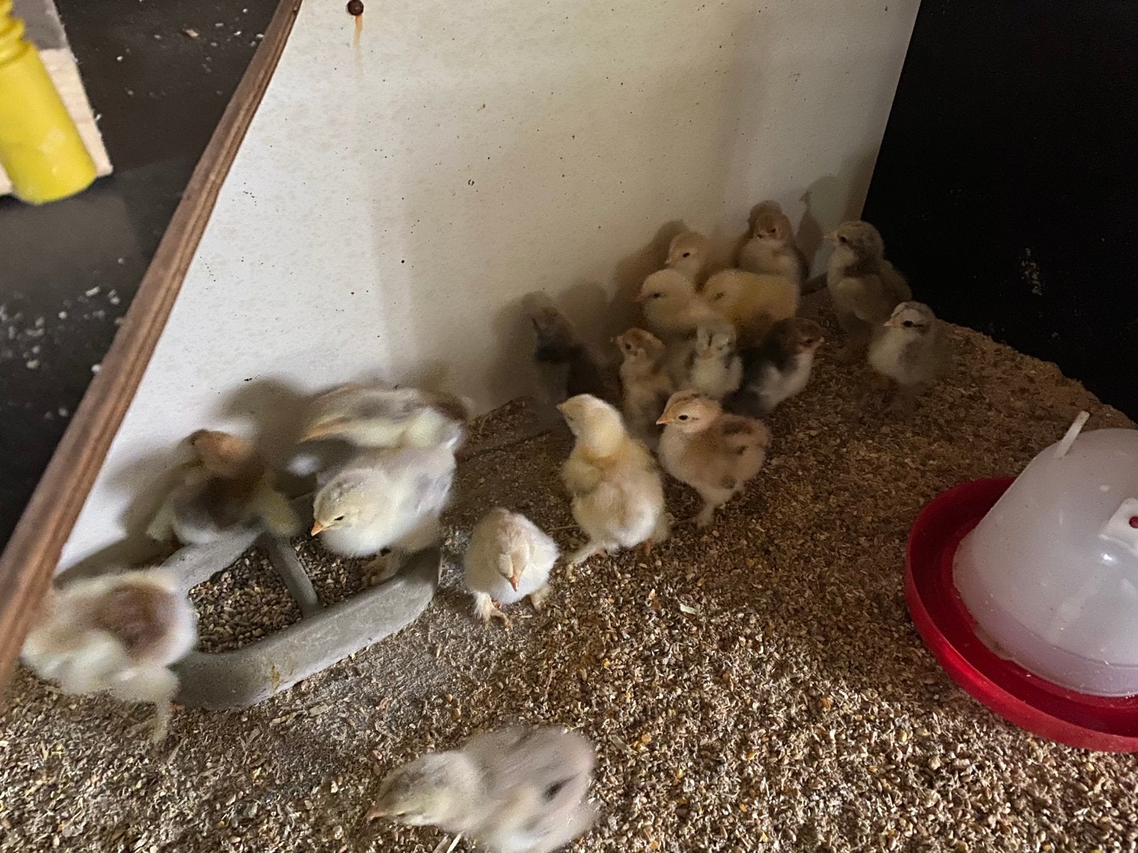 Brahma kuikens, Geslacht onbekend, Kip