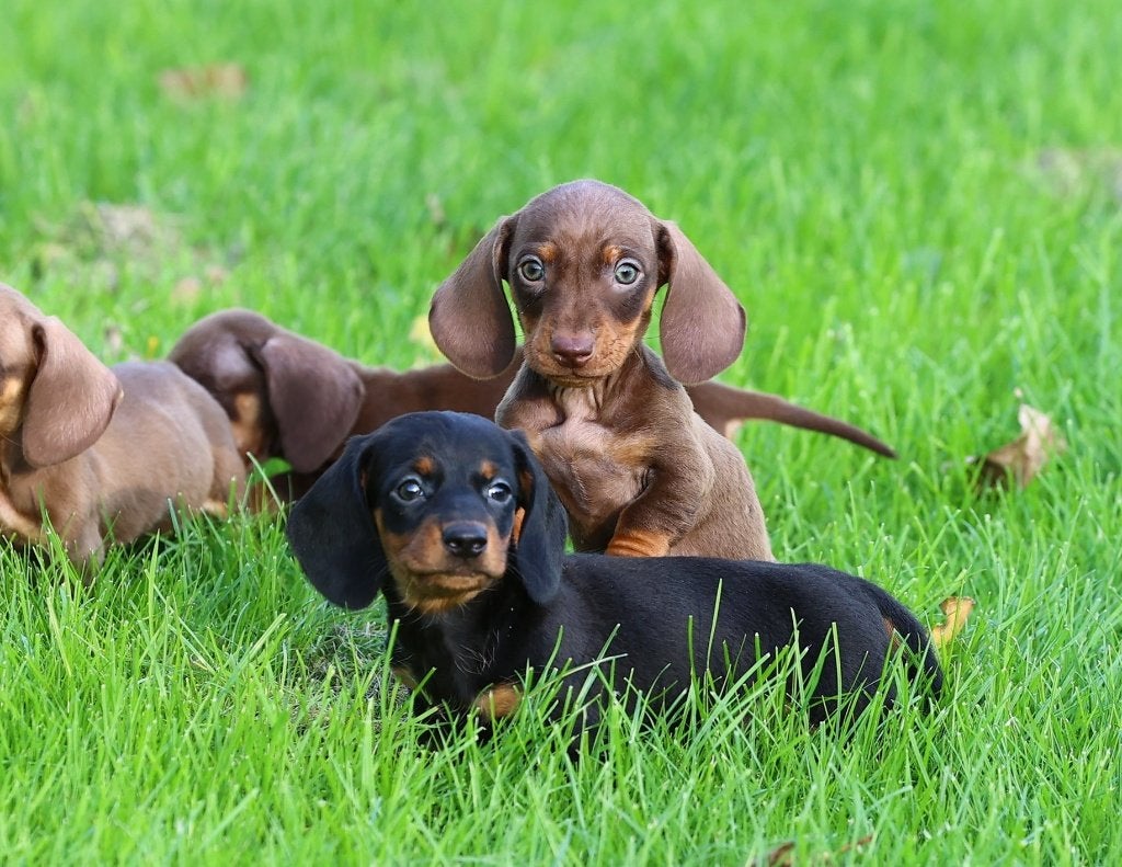 🟢EXCLUSIEF:Choco&Tan Teckel Pups met Smaragdgroene Ogen!🟢, Dieren en Toebehoren, 8 tot 15 weken, Korthaar, Dwerg, Meerdere