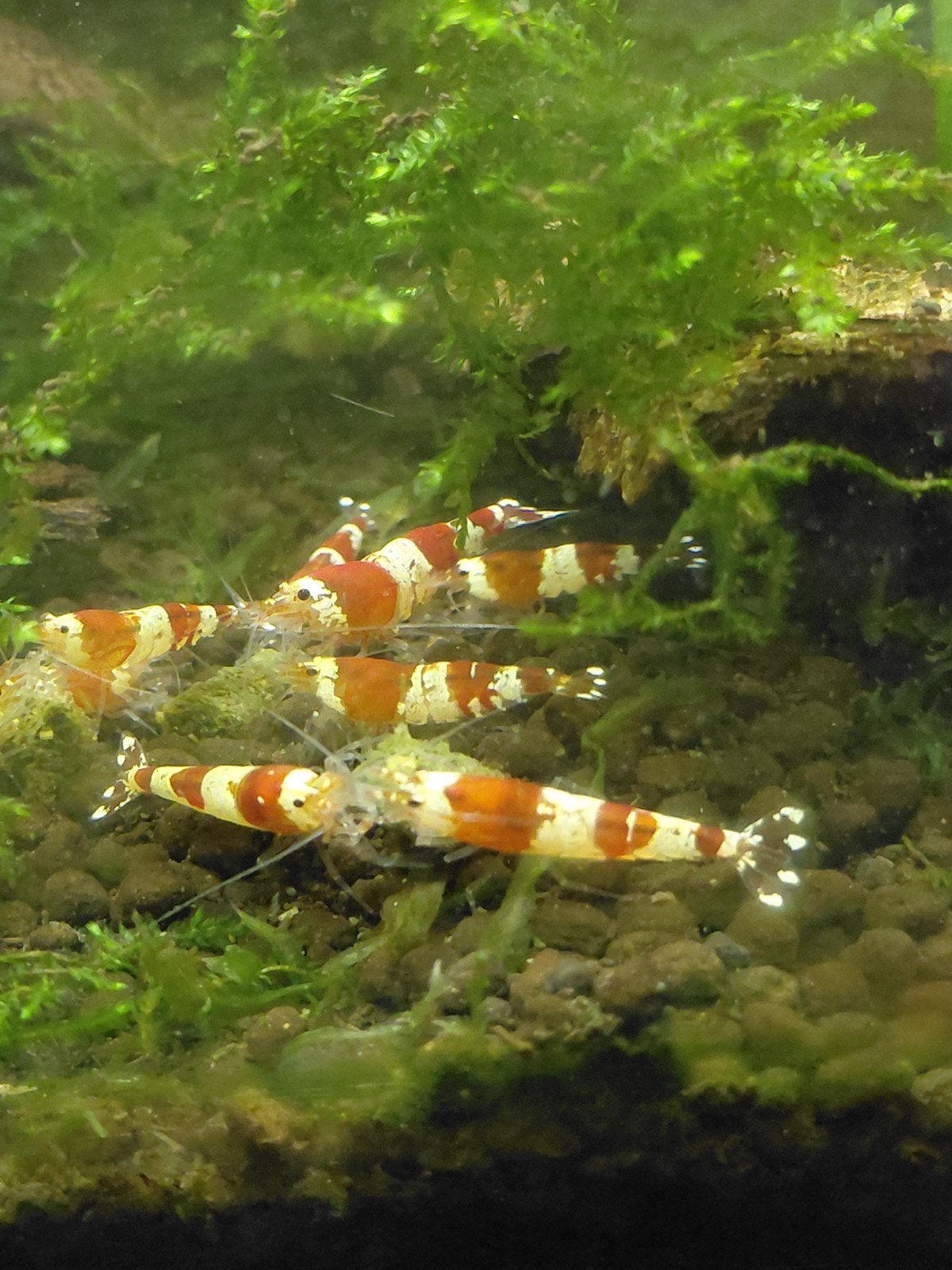 crystsl red garnalen, Dieren en Toebehoren, Kreeft, Krab of Garnaal