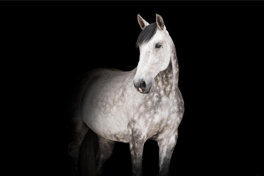 Te koop: Zeer brave 15 jarige Spaanse ruin, Ruin, Recreatiepaard