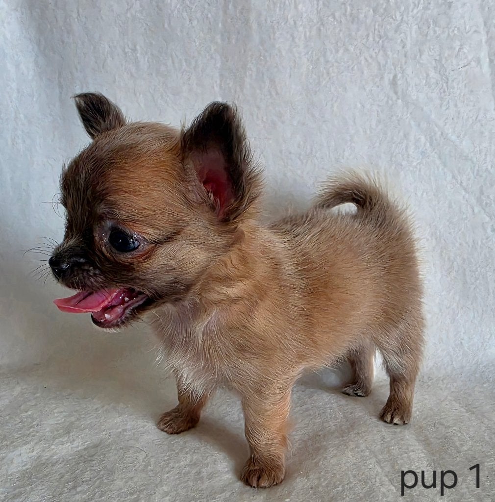 Chihuahua pups, Dieren en Toebehoren, Honden | Chihuahua's en Gezelschapshonden, België, Particulier, 8 tot 15 weken, Parvo