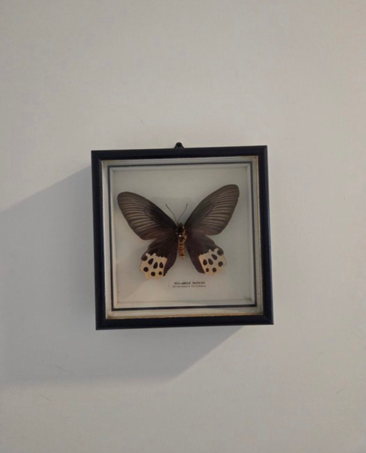 Taxidermie vlinder, Ophalen of Verzenden, Insect, Opgezet dier