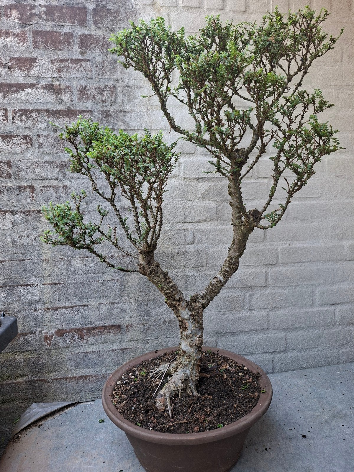 bonsai ulmus seiju hokaido, Tuin en Terras, Planten | Bomen, Ophalen, Bloeit niet, Halfschaduw, Overige soorten