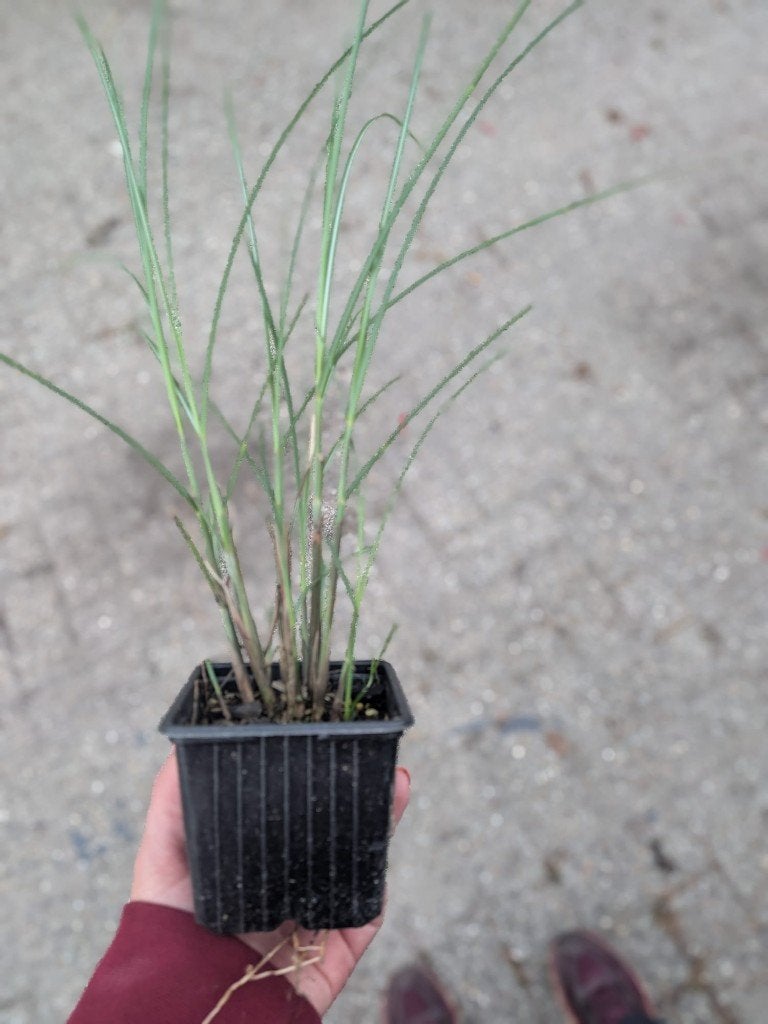 Miscanthus sinensis 'gracillimus' prachtriet p9, Ophalen, Vaste plant, Siergrassen, Bloeit niet