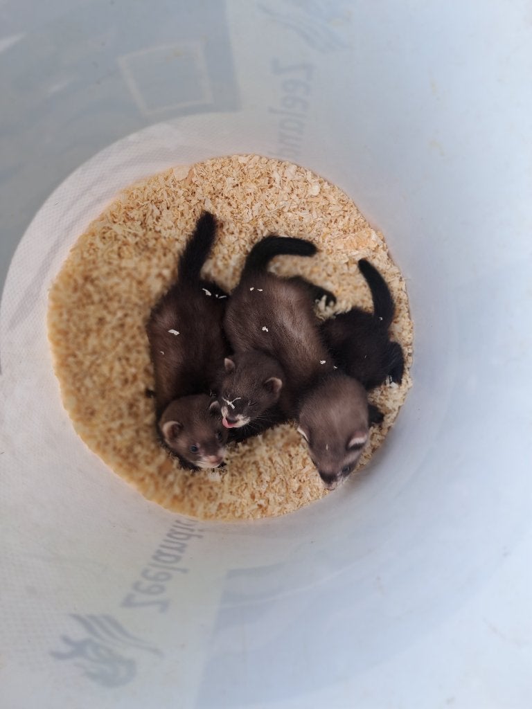 Te Koop jonge Fretjes, Mei, Meerdere dieren, Fret