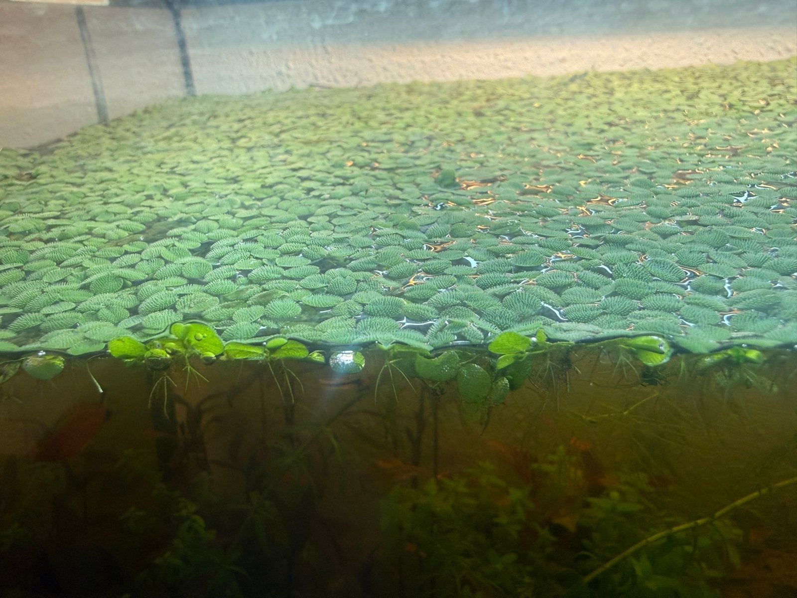 Duck weed gratis komen ophalen, Ophalen of Verzenden