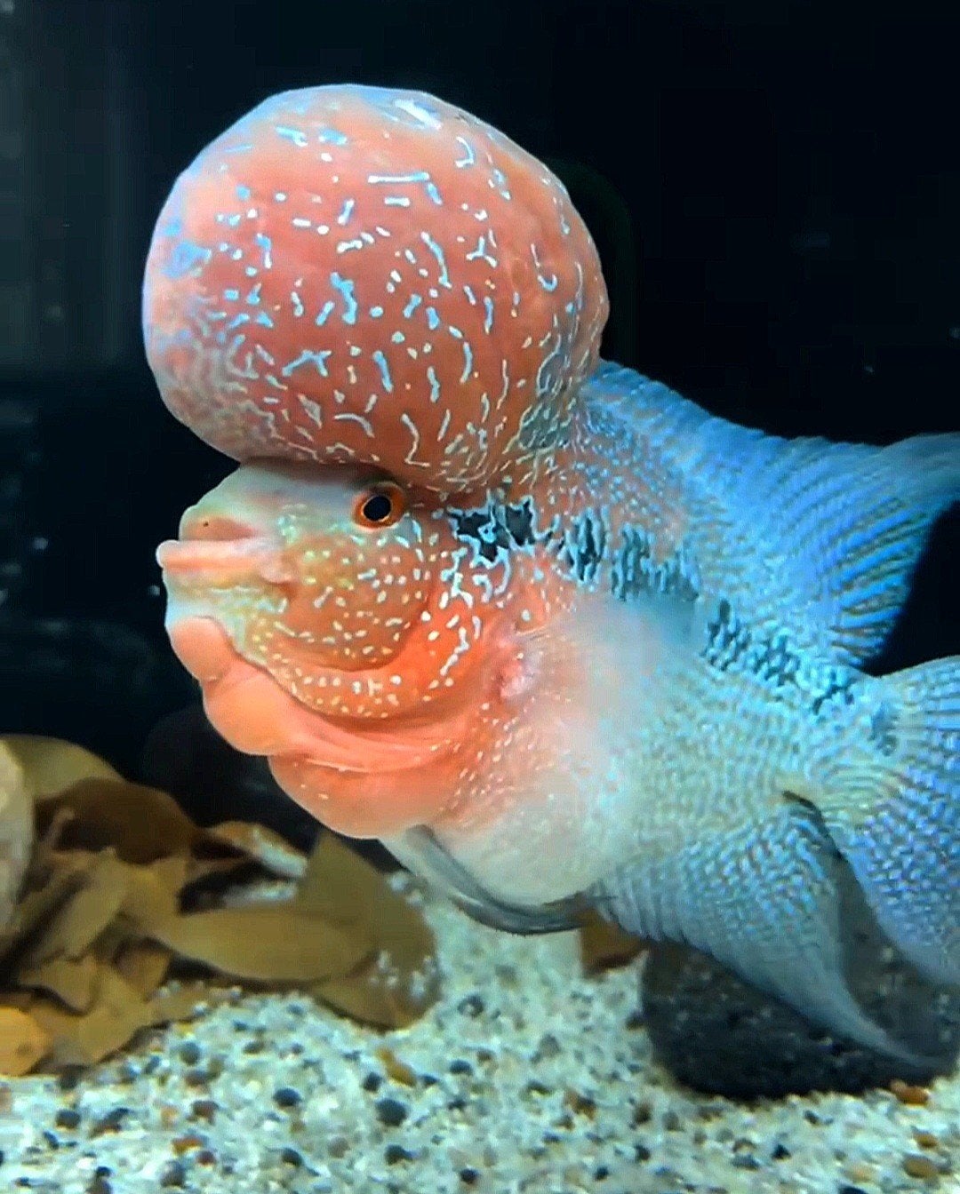 Flowerhorn vis, Dieren en Toebehoren, Vis