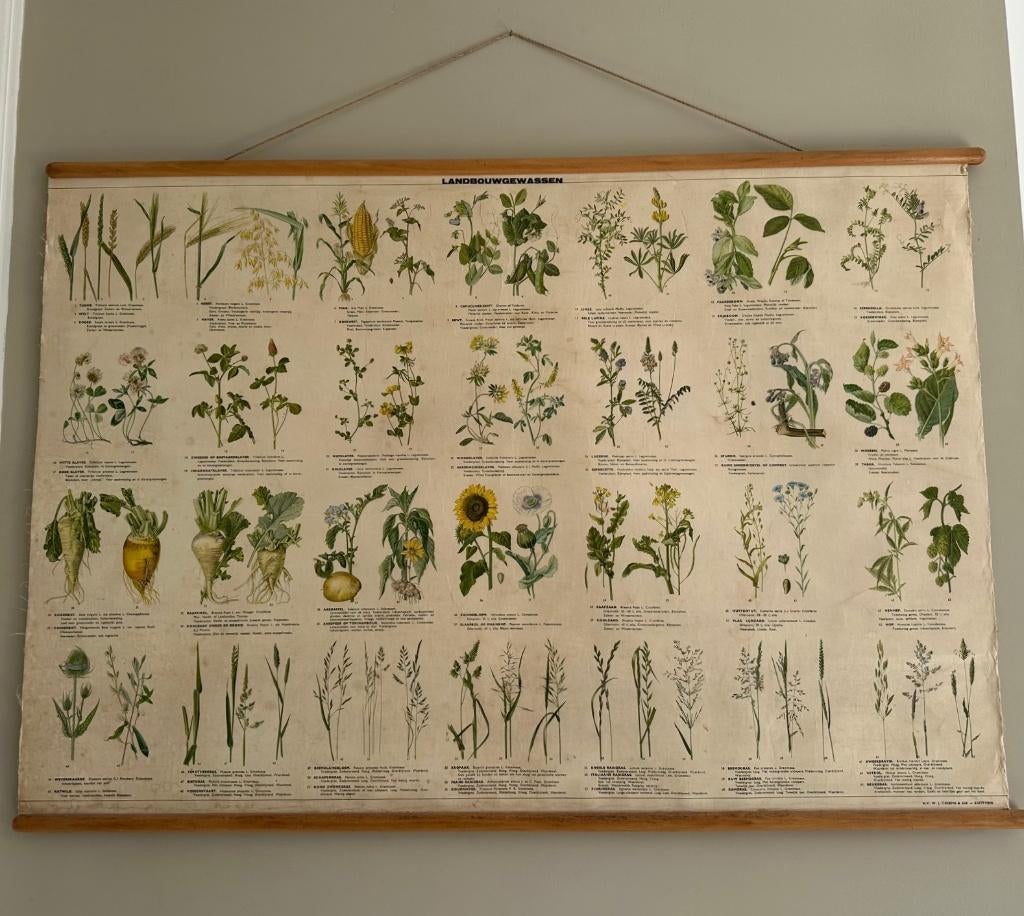 antieke schoolplaat Landbouwgewassen, Antiek en Kunst, Ophalen of Verzenden, Natuur en Biologie
