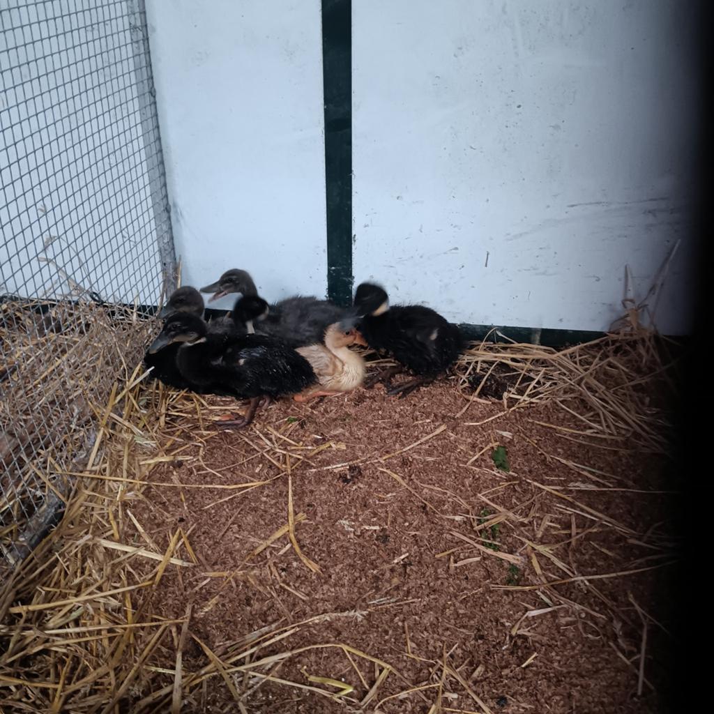 Indische Loopeenden, Dieren en Toebehoren, Pluimvee, Geslacht onbekend, Eend