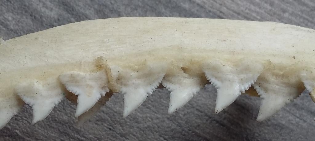 Grote Haaienkaak Haai Kaak Haaientand 35 bij 18 bij 9,5 cm., Ophalen of Verzenden, Gebruikt, Wild dier, Beeldje of Figuurtje