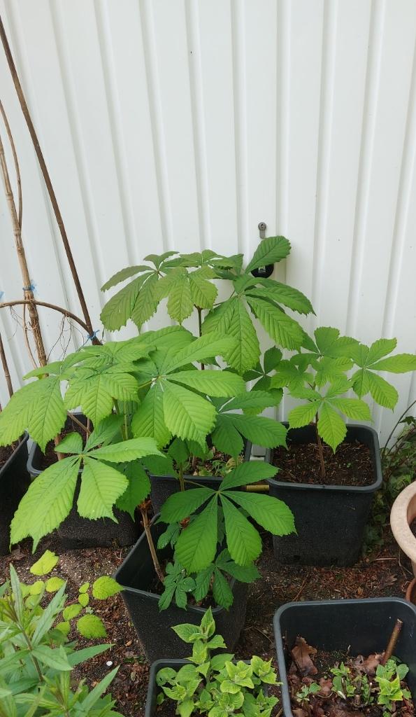 kastanje boom zaailingen GRATIS, Lente, Minder dan 100 cm, Volle zon, In pot