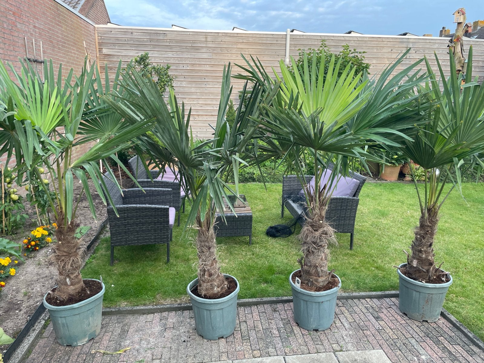Trachycarpus Fortunei Palmbomen - 170-180 cm hoog, Tuin en Terras, Volle zon, Vaste plant, Bloeit niet, Ophalen