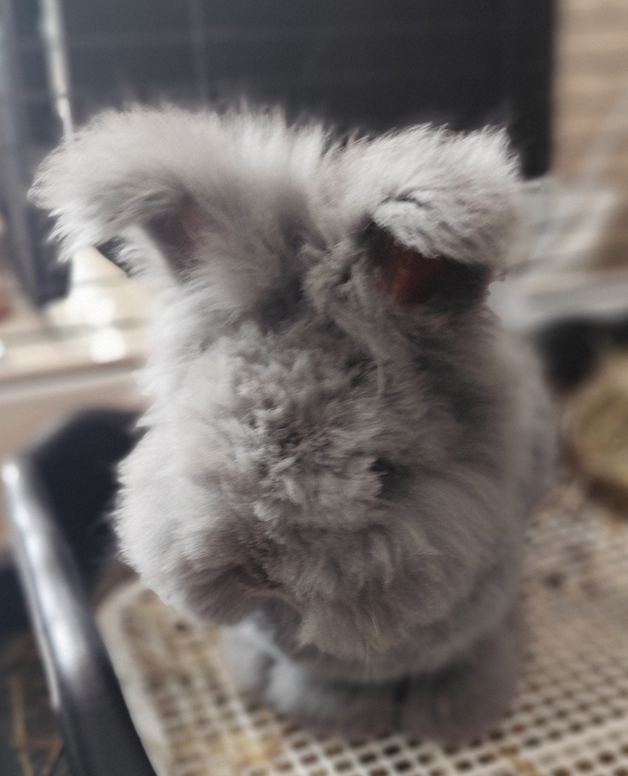 Ras zuiver Engelse Angora Max full face baby's blauw marter, Meerdere dieren, Middelgroot