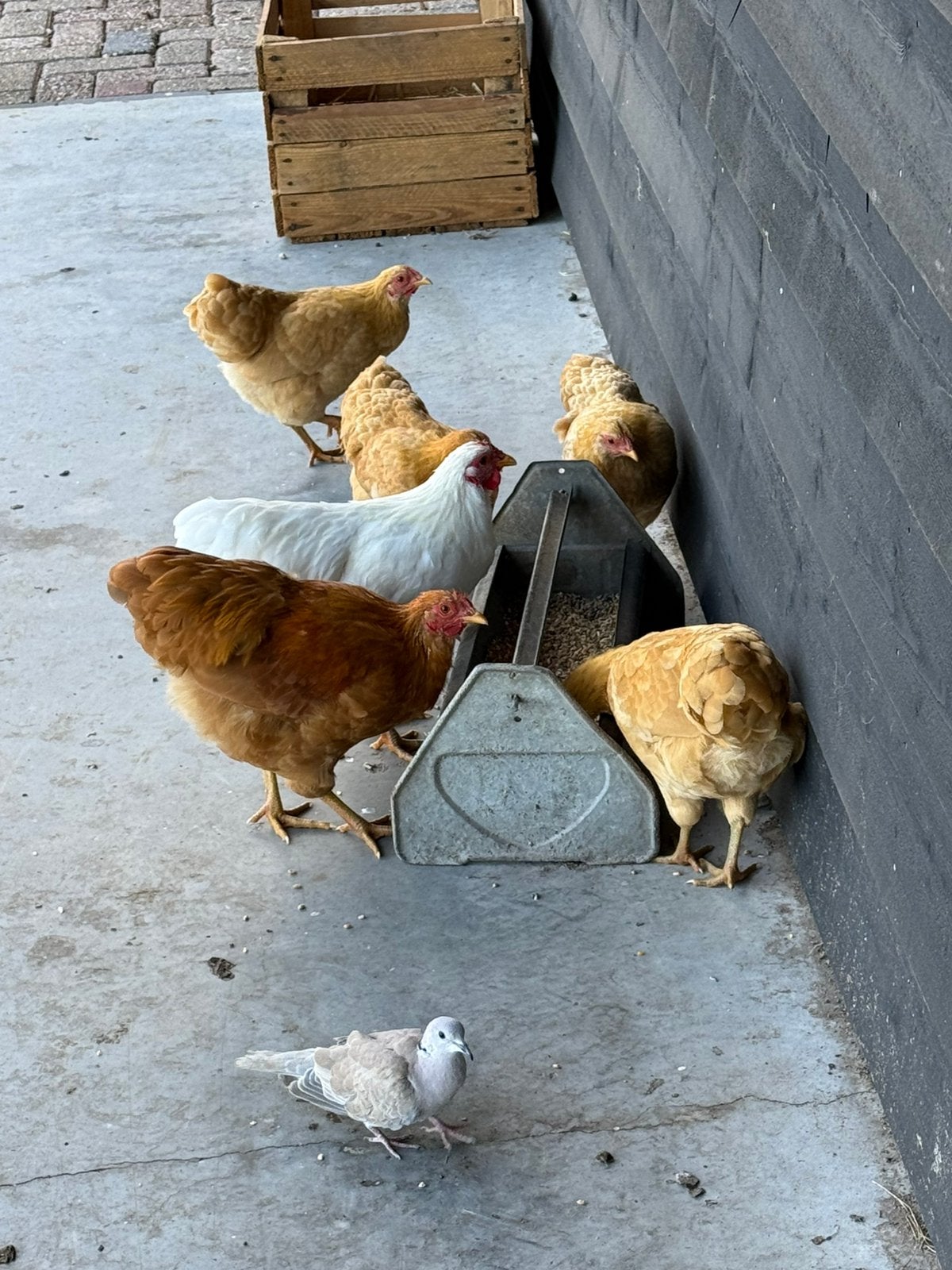 Wyandotte kriel kippen, Dieren en Toebehoren, Pluimvee, Meerdere dieren, Kip