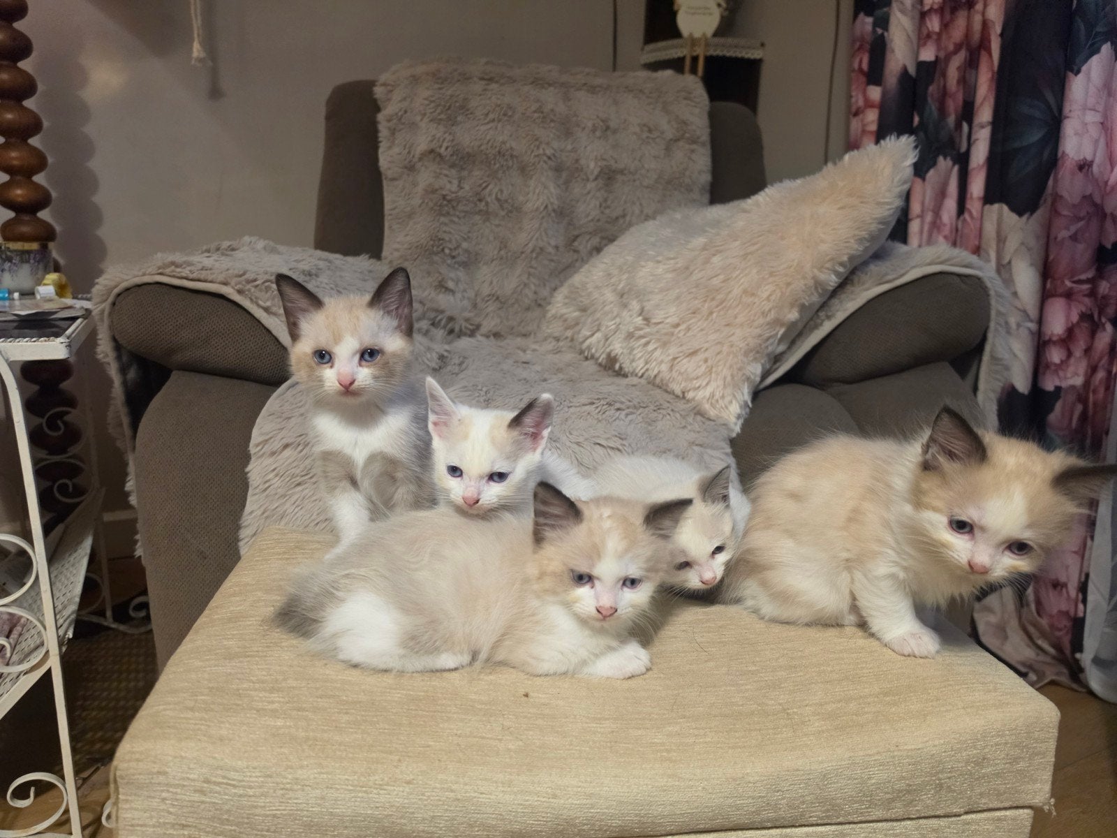 Ragdoll kittens, Dieren en Toebehoren
