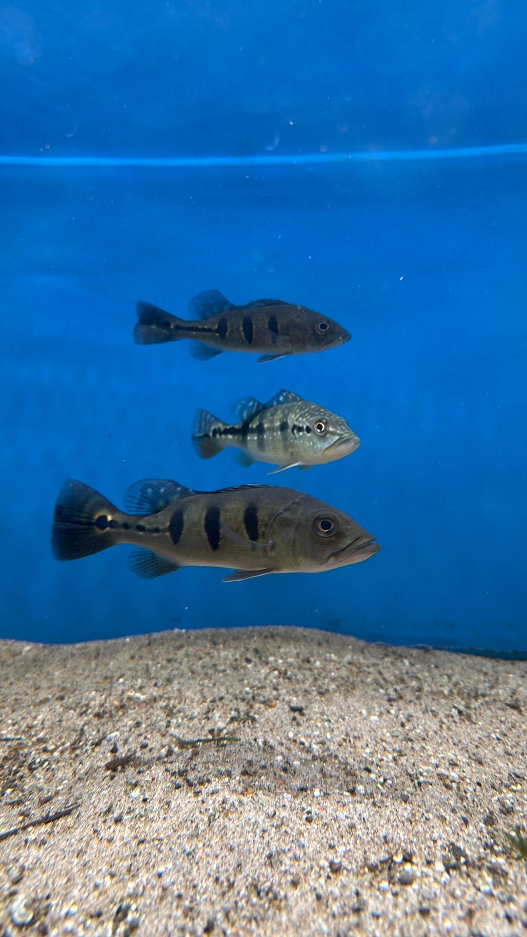 Cichla Kelberi, Melaniae en Orinocensis, Vis