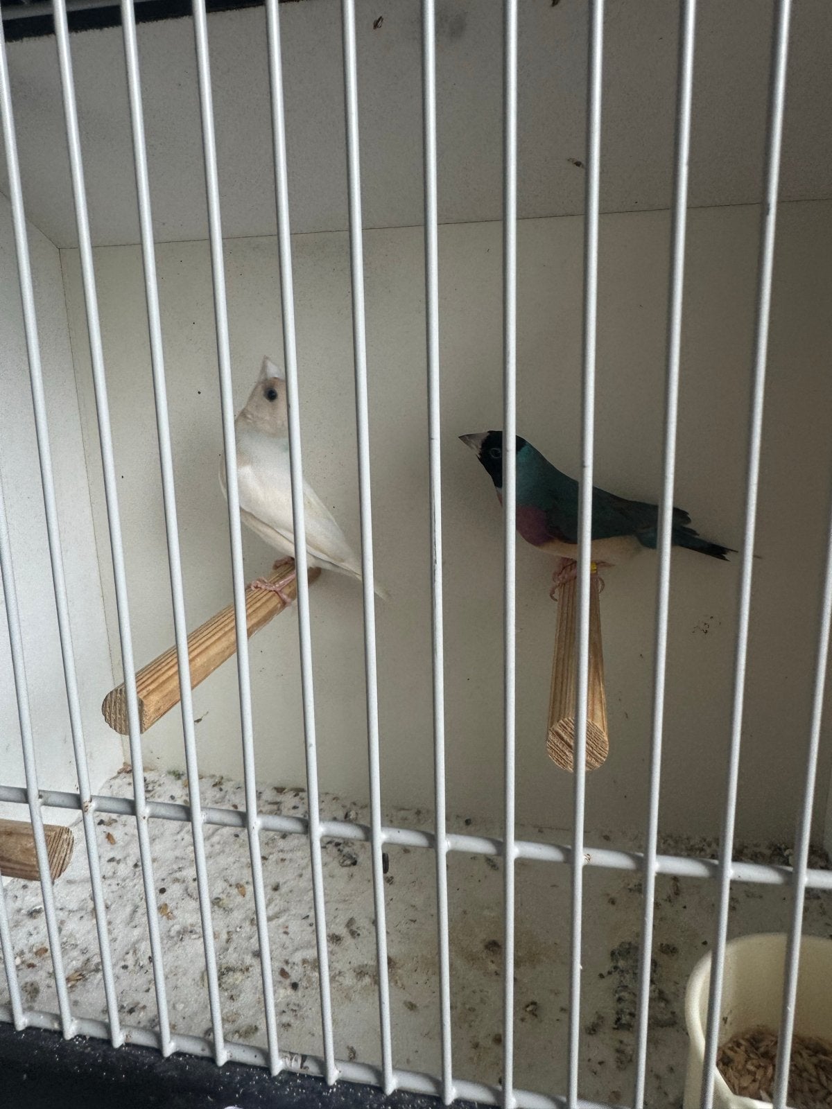 Blauw gouldamadine koppel