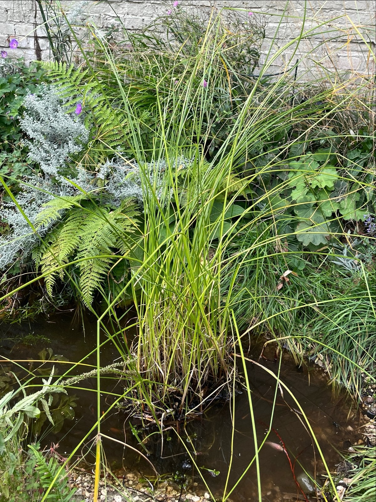Gratis waterplant voor vijver of waterpartij, Tuin en Terras, Ophalen, Gebruikt
