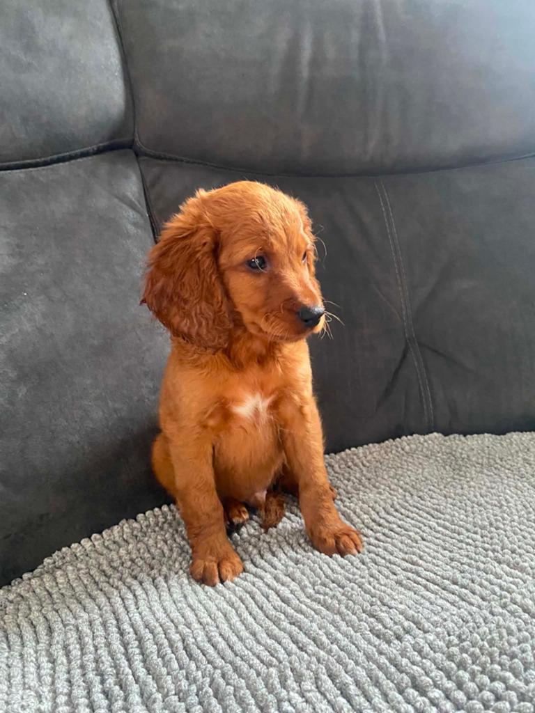 Cockapoo pup, Dieren en Toebehoren, Honden | Niet-rashonden, Reu, 8 tot 15 weken, Parvo, Eén hond