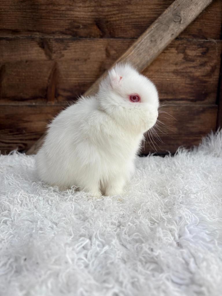 Lief minilop  meisje, Dieren en Toebehoren, Vrouwelijk, Klein, Hangoor, 0 tot 2 jaar