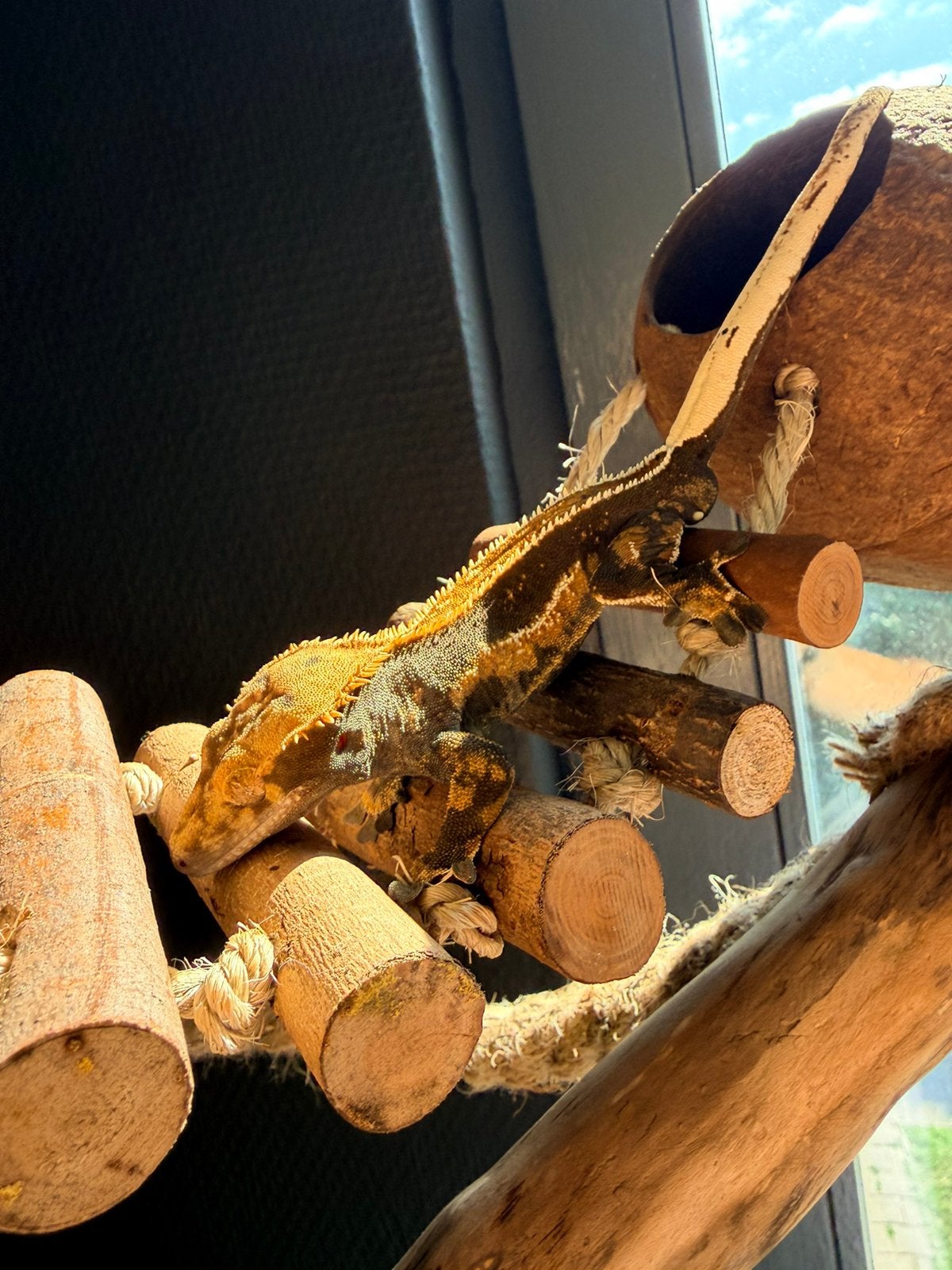 Wimpergekko couple man / vrouw, Dieren en Toebehoren, Hagedis, Tam, 0 tot 2 jaar