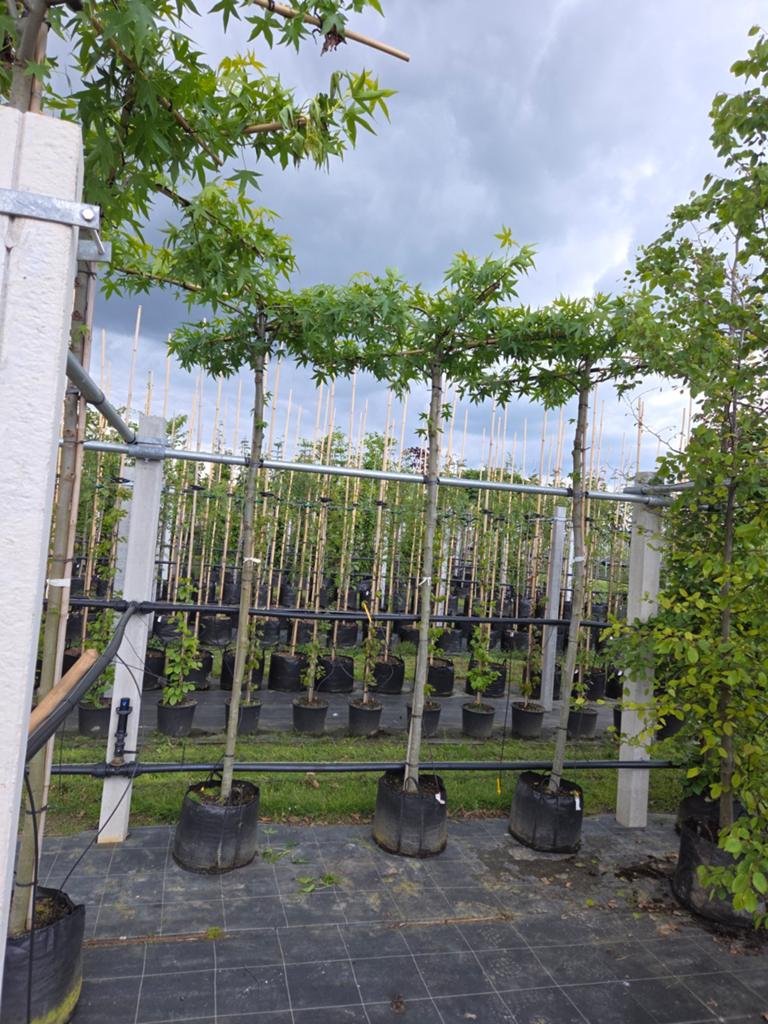 Dak Amberboom Liquidambar Worplesdon Dak boom, Ophalen, Volle zon, Overige soorten