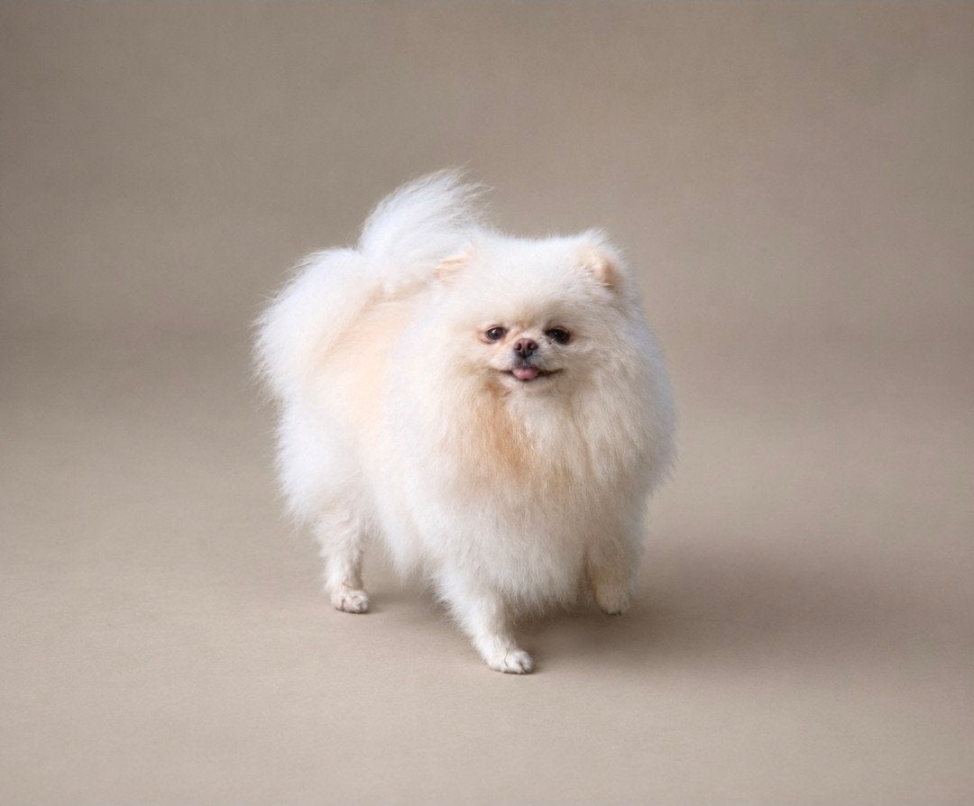 pomeranian teef, Keeshond, 1 tot 2 jaar, Teef, Parvo