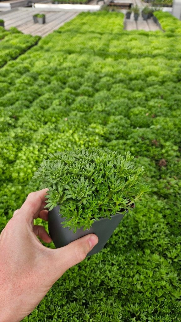 Saxifraga - pixie - winterharde bodembedekker met bloem, Bodembedekkers, Vaste plant, Ophalen of Verzenden, Halfschaduw