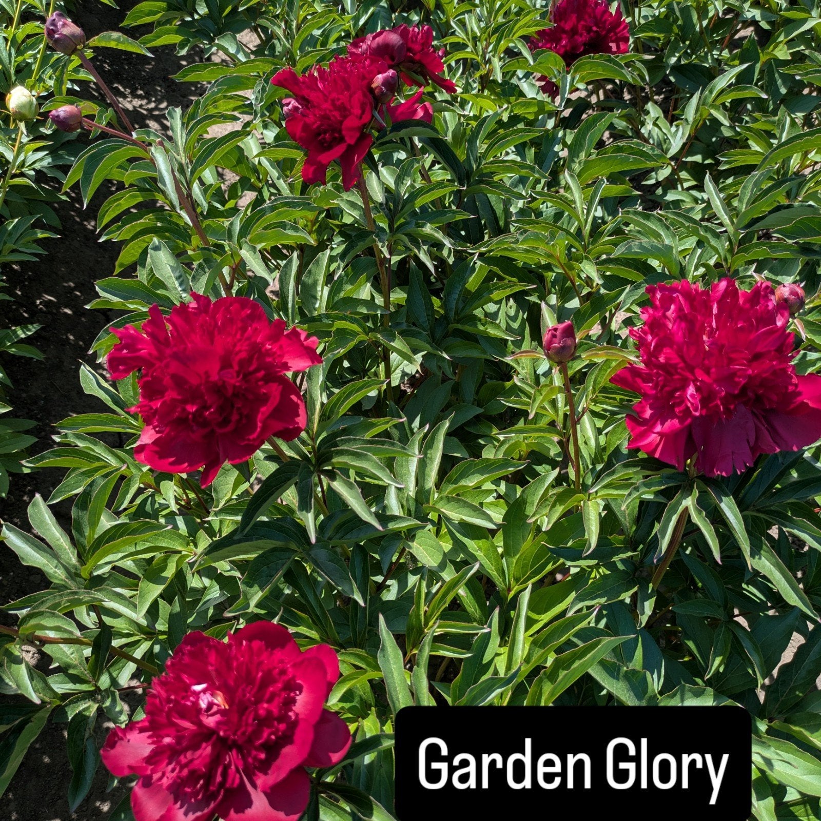 Pioenrozen Garden Glory, Tuin en Terras, Planten | Tuinplanten, Overige soorten, Volle zon, Vaste plant, Ophalen of Verzenden