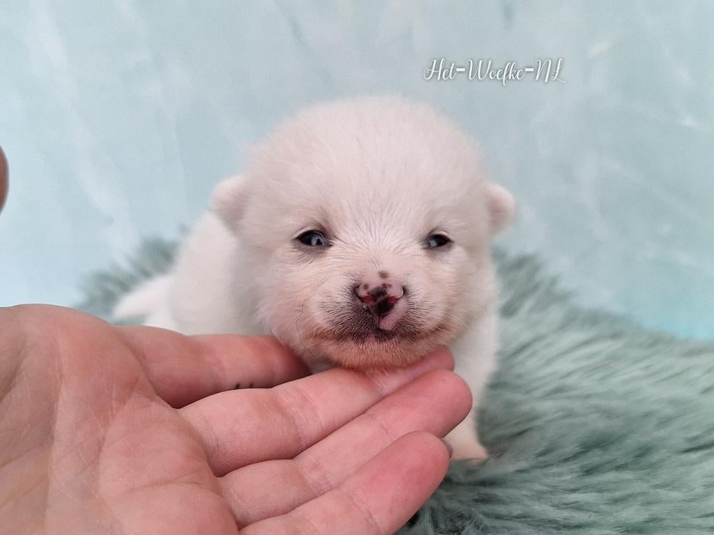 Pomsky F3b puppy  💙Prins, 8 tot 15 weken, Parvo, Eén hond, Nederland